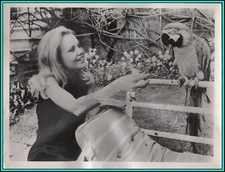 HAYLEY MILLS in "Pretty Polly" - Original Vintage Photograph - 1967