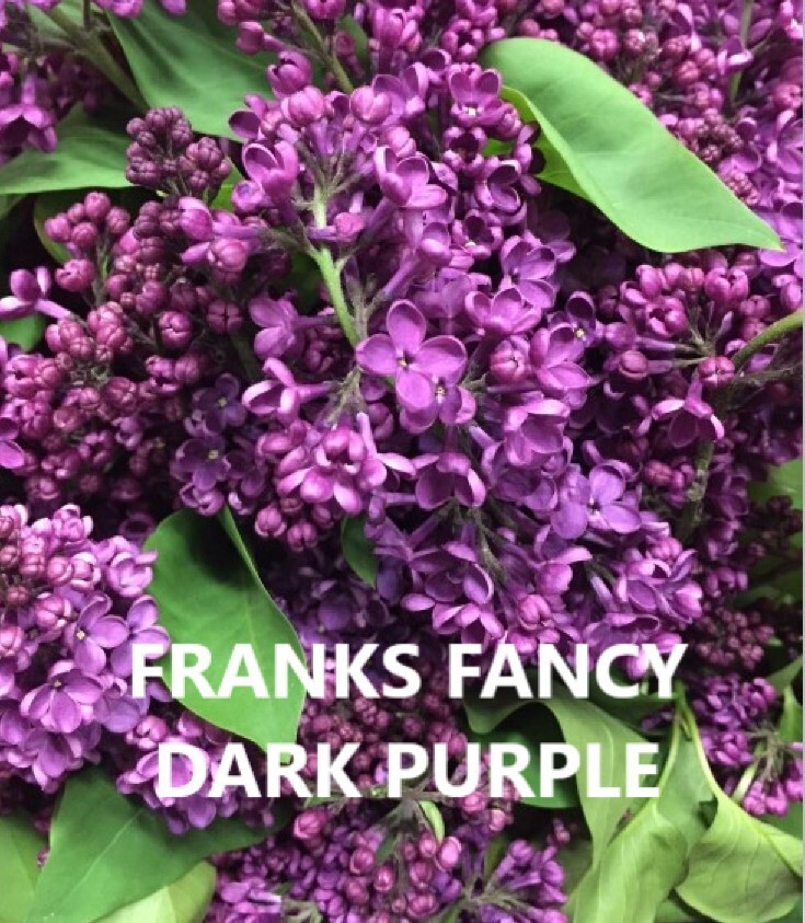 Lilac Plants - Lilacs - Syringa Vulgaris - FRANKS FANCY - DARK PURPLE