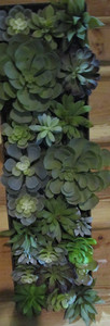 Pottery Barn faux succulent composed trough large black photo shoot sample