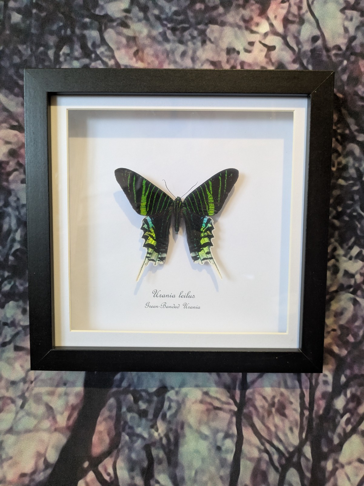 Green-Banded Urania Moth  (Urania leilus) Entomology shadow box frame taxidermy