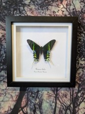 Green-Banded Urania Moth  (Urania leilus) Entomology shadow box frame taxidermy