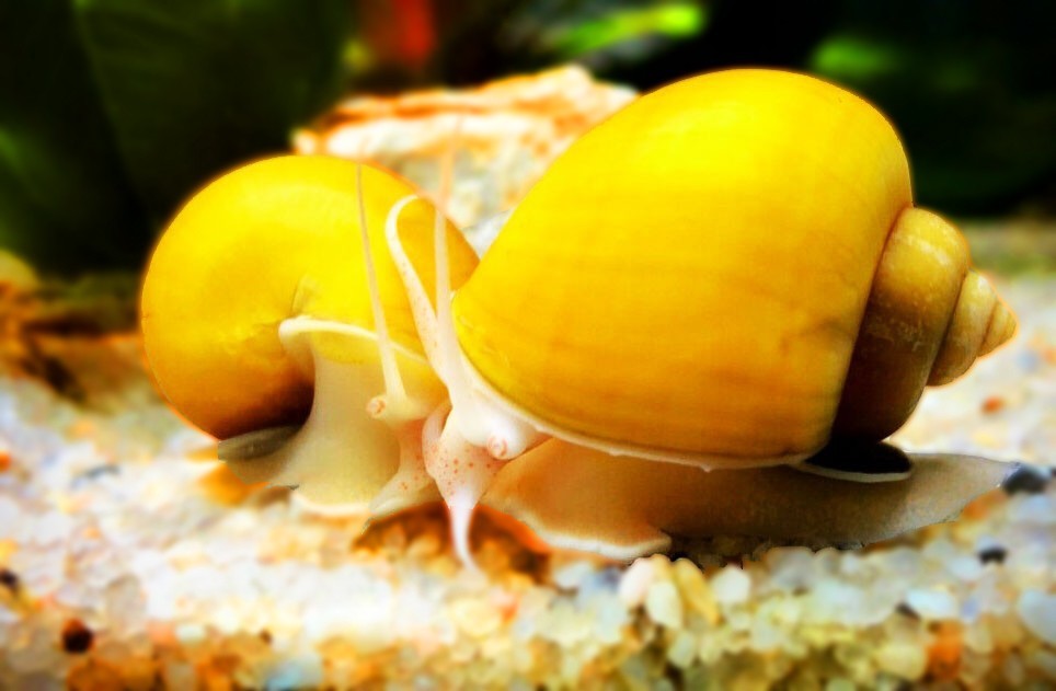 AMPULLARIA AMPULLARIE GOLD ACQUARIO OTTIMI ESEMPLARI