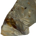 HEBER UTAH PETRIFIED WOOD SLAB ~ 154 grams / rough agate jasper mineral rock cab — photo 9