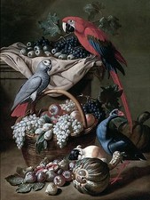 STILL LIFE PARROT grape fruit J. Kerckhoven Tile Mural Backsplash Marble Ceramic