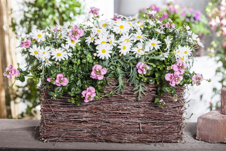 Leucanthemum vulgare, Margerite, weiß, ca. 9x9 cm Topf - Bild 3 von 4