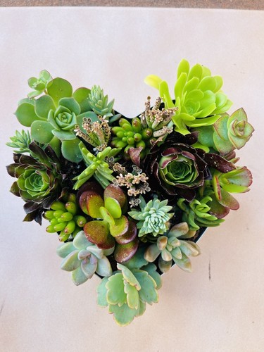 Disposizione talee succulente cuore (1 pezzo) Echeveria stringa di perle - Foto 4 di 24