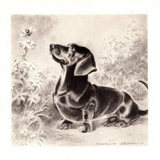 1947 Vintage Dachshund Print Morgan Dennis Dachshund Illustration Art 6926c