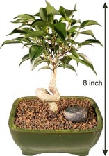 Oriental Ficus Bonsai Tree Live Indoor Plant Coiled Trunk 6 Yr Old 8 In Ceramic