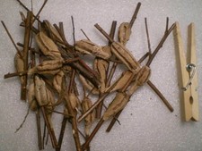 20 Freshly Harvested Carolina Praying Mantis Egg Cases Fresh Picked 2026 season.