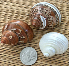 3 - 1-3/4" to 2-1/8" PRETTY TURBO SEA SHELLS, Hermit Crab or Collection