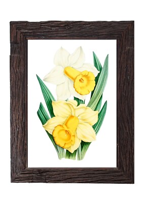 Vintage Daffodil Botanical Print Floral Wall Art Illustration 5x7 Yellow Decor