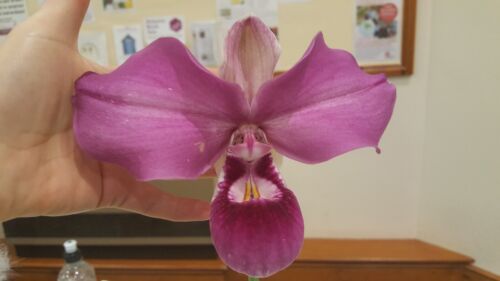 Rare Phragmipedium kovachii orchid plantFS not in bloom