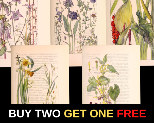 VINTAGE Botanical Wild Flowers - A4 Poster - Wall Prints Unframed Art Home Decor