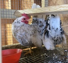 4 Serama Hatching Eggs