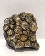 Beautiful Petoskey Stone Authentic Hexagonaria Fossil Coral Unpolished Rock