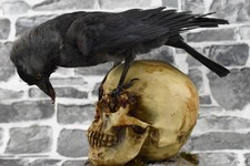 Taxidermie Aas Kr&auml;he auf Holz mit Pokal