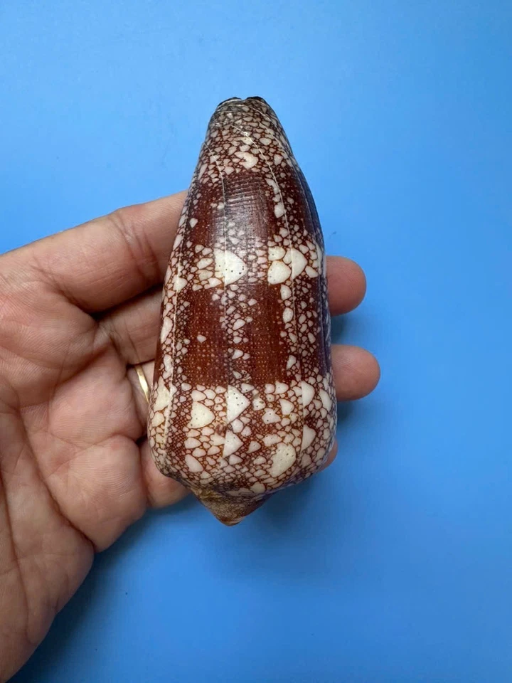 92.3mm | Conus Magnificus | MAX size!!! | Nice colour | Polished lip - Image 4 of 4