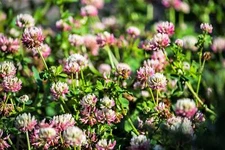 1500 ALSIKE CLOVER Trifolium Hybridum Pink & White Flower Legume Seeds *FlatShip