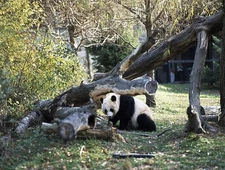 Giant Pandas,Smithsonian Institute,National Zoo,Washington,DC,Carol Highsmith,2
