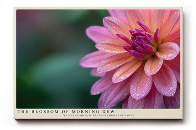 Paul Sinus Wandbild The Blossom of Morning Dew Petals Shimmer with the