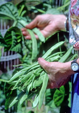 Spanish Musica Romano Pole Bean Seeds (25)  / Non-GMO  / Rare / Cold Resistant