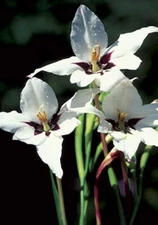 5 - Abyssinian Gladiolus (  Acidanthera  ) Flower Bulbs  * SWEETLY SCENTED