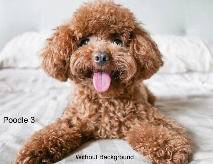 LARGE-SIZED CAR DECALS - POODLE - 4 CHOICES - Image 3 of 4