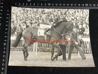 1971 2000 Guineas BRIGADIER GERARD Mercer Horse Race Original PRESS PHOTO 10x8
