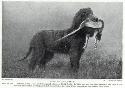 Irish Water Spaniel ''Hunt''  - 1934 Vintage Dog Art ''Photo'' Print - CUSTOM MATTED