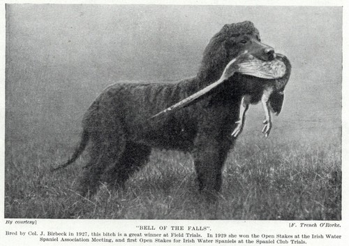 Irish Water Spaniel "Hunt"  - 1934 Vintage Dog Art "Photo" Print - CUSTOM MATTED