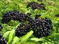 AMERICAN ELDERBERRY Sambucus canadensis antioxidants immunity bees
