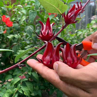 100++ Organic Roselle Seedss (Hibiscus sabdariffa) Red Hibiscus Tea Plant
