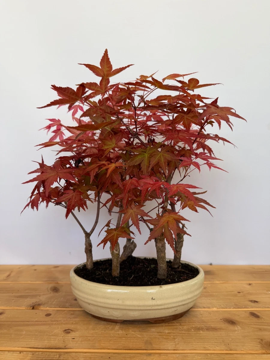 Acer-Pre-Bonsai-Pflanzen, Bume & Strucher Bonsai online kaufen | eBay.de