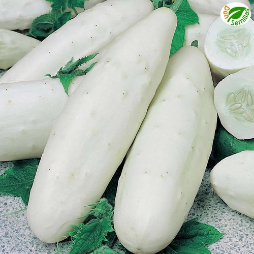 Semillas De Pepino Blanco 6g A $14.50 .: La Semillería - Foto 3