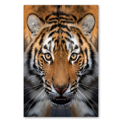 Postereck 3654 Poster Leinwand Tiger, Raubtier Katze Natur Portrait Gesicht