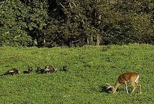 2 lbs Deer,Turkey and Wildlife Food Plot seed Mix Contains 10 Varieties of Seeds