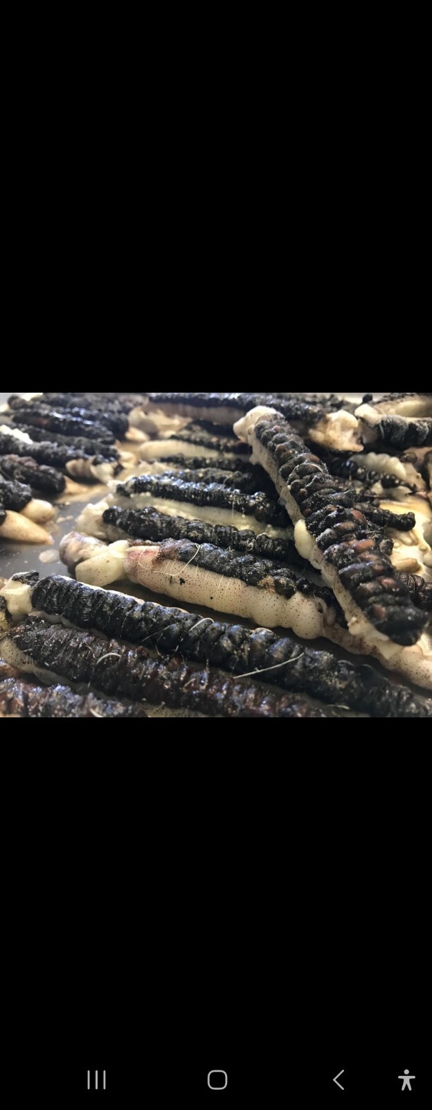 Frozen Sea Fishing Bait 5 Packs Squid and Black Lug Wraps 5 Per Pk eBay