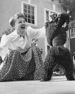 Anne Baxter Playing With Her Poodle Dog Shoo Fly Us Circa 1950 Old Photo