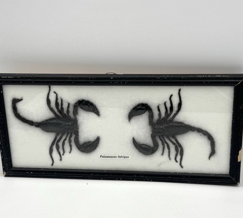 Framed Scorpions Display Giant Palamnaeus Fulvipes Real 5" Specimens Vintage