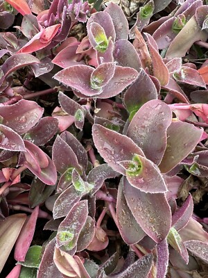 Tradescantia Wandering Jew 