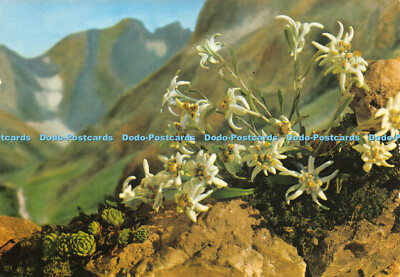 D018870 Dans Nos Montagnes Edelweiss. S. E. P. T