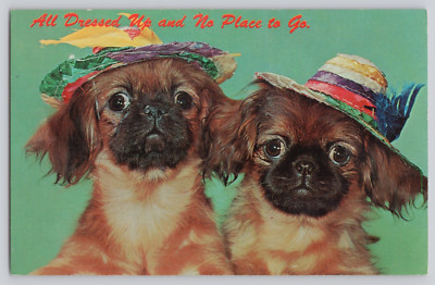 Postcard Cute Puppies, All Dressed Up and No Place to go