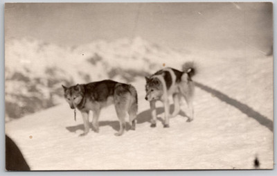 Chiens de traîneau dans la neige Gyger Carte Postale Postcard