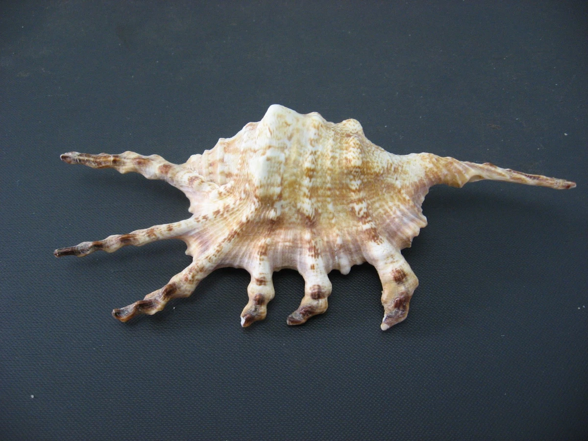 Gros coquillage Lambis - cabinet de curiosités - Label Emmaüs