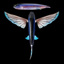 Nomad Design Slipstream 200 Flying Fish 8" Fishing Lure Free Shipping Within US