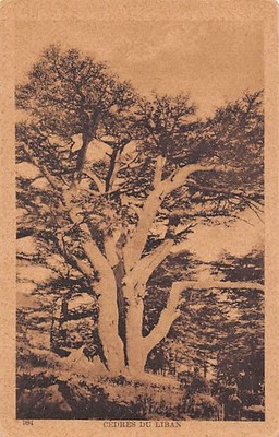 Lebanon - Cedars ofLebanon - Publ. Sarrafian Bros. 984 - - Liban - Cèdres du Lib