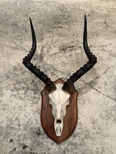 Impala Skull Mount Very Thick Horns On Real African Hardwood Plaque