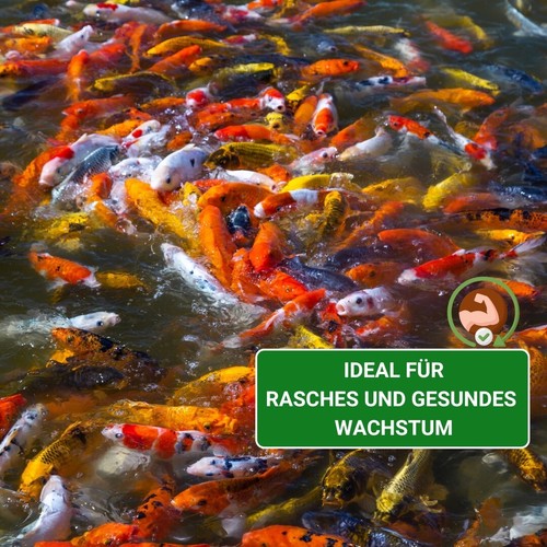 Koifutter 5 kg 6 mm Koi Futter Teichfutter schwimmend KENKOU BAKUDAI - Bild 8 von 10