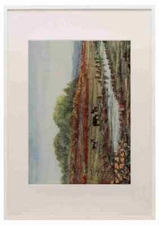 Rawnsley Alice Julia Willingham 1849 1941 The New Forest 1904 Matley Wood & Bog