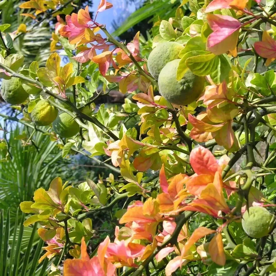 Sinefrina Quemador de Grasa Pérdida de Peso Acelerador Metabólico Pastillas 60 Cápsulas, Pack de 2 Foto 3 de 4